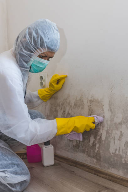 Best Industrial Mold Remediation  in Occidental, CA